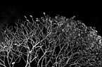 Dream of Trees 夢見樹 黃威傑攝影個展