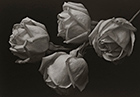 「古典技法白金作品」井津建郎(Kenro Izu)攝影個展 「古典技法白金作品」井津建郎(Kenro Izu)攝影個展