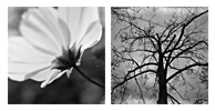 飄 / Flutter