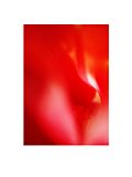 #1：2006