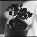 植物之死