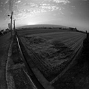 夕陽下的“冬冬”