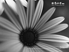 黑白雛菊(Daisy)攝影桌布 黑白雛菊(Daisy)攝影桌布