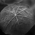 葉:黑白攝影20*20吋適合裝點居家 葉:黑白攝影20*20吋適合裝點居家
