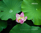 2011 年版夏日荷風攝影桌布