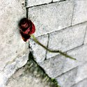今日玫瑰 今日玫瑰
