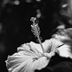 蕊